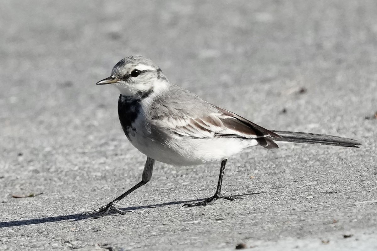 White Wagtail (ocularis) - ML615809539