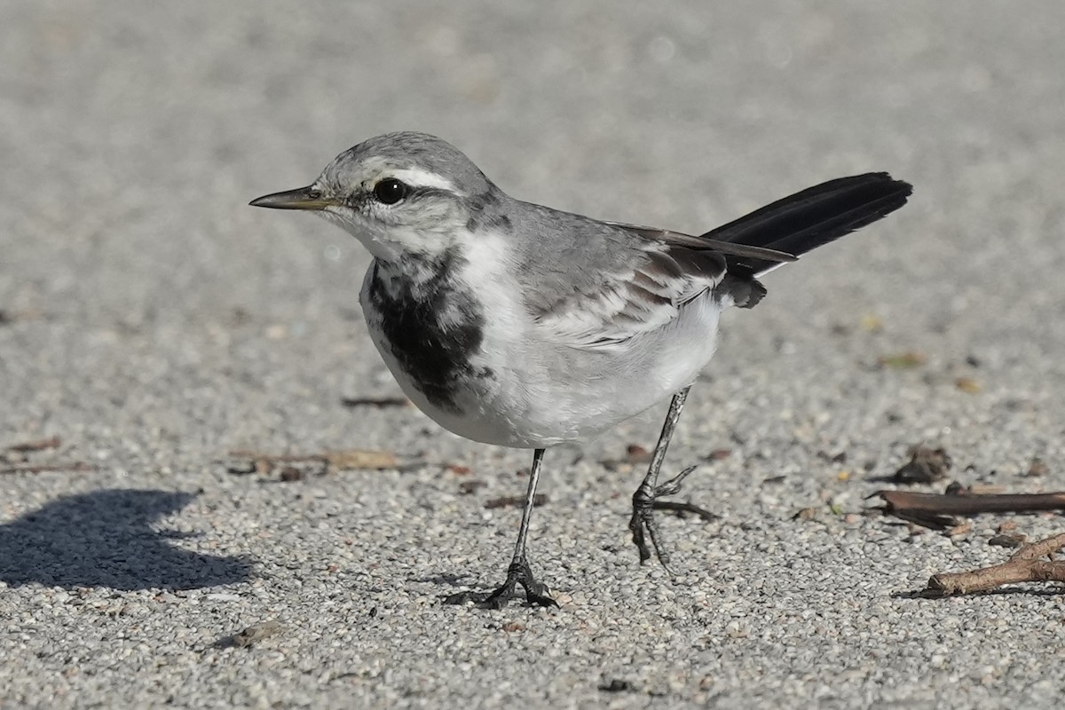 White Wagtail (ocularis) - ML615809540