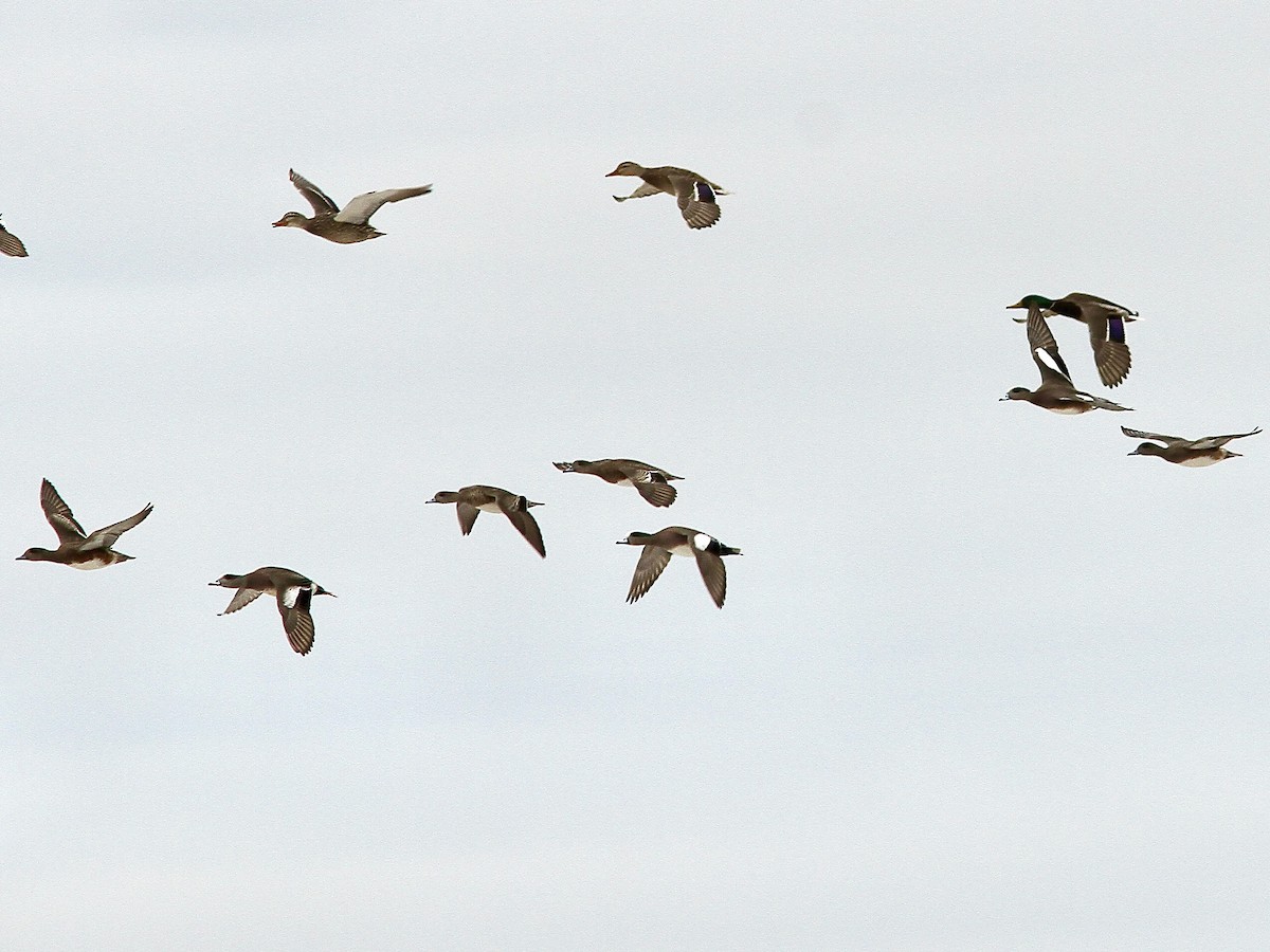 American Wigeon - ML615809557