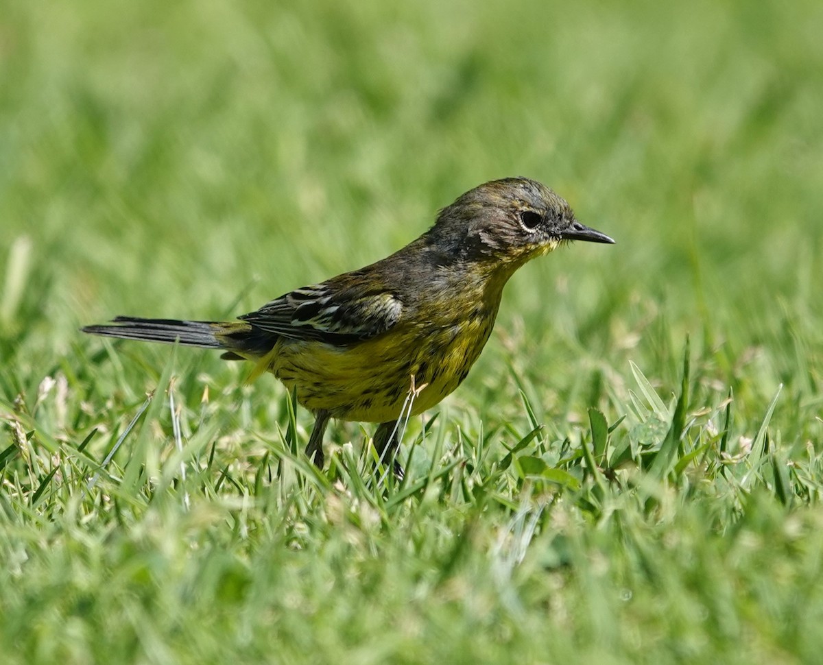 Hybride Paruline à tête cendrée x P. à croupion jaune - ML615809572