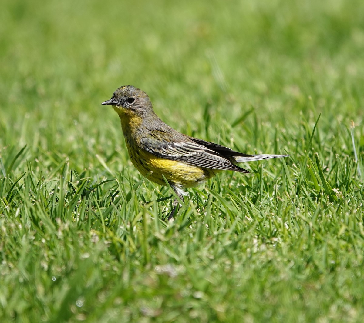 Magnolia x Yellow-rumped Warbler (hybrid) - Sylvia Afable