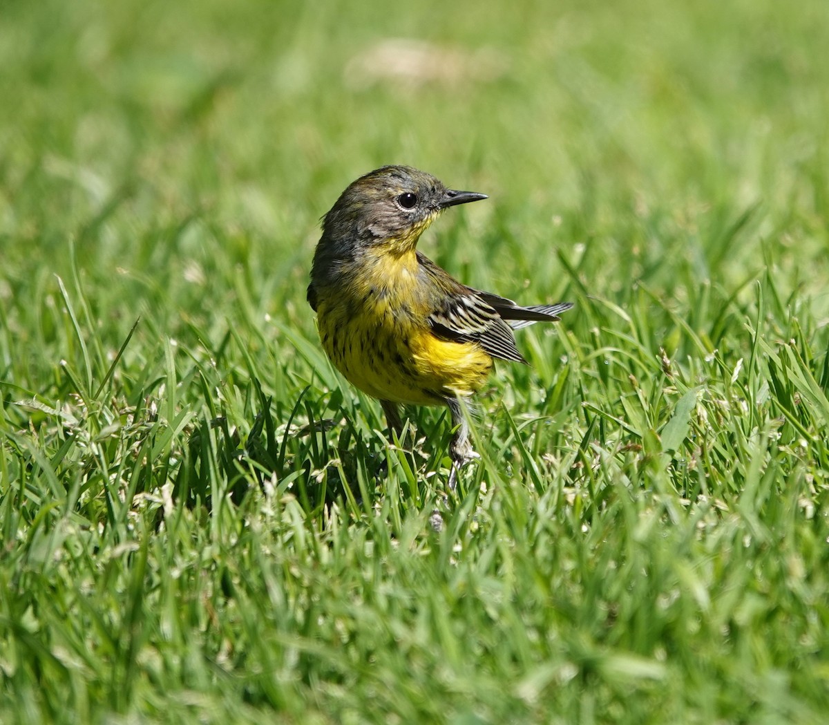 Magnolia x Yellow-rumped Warbler (hybrid) - ML615809577