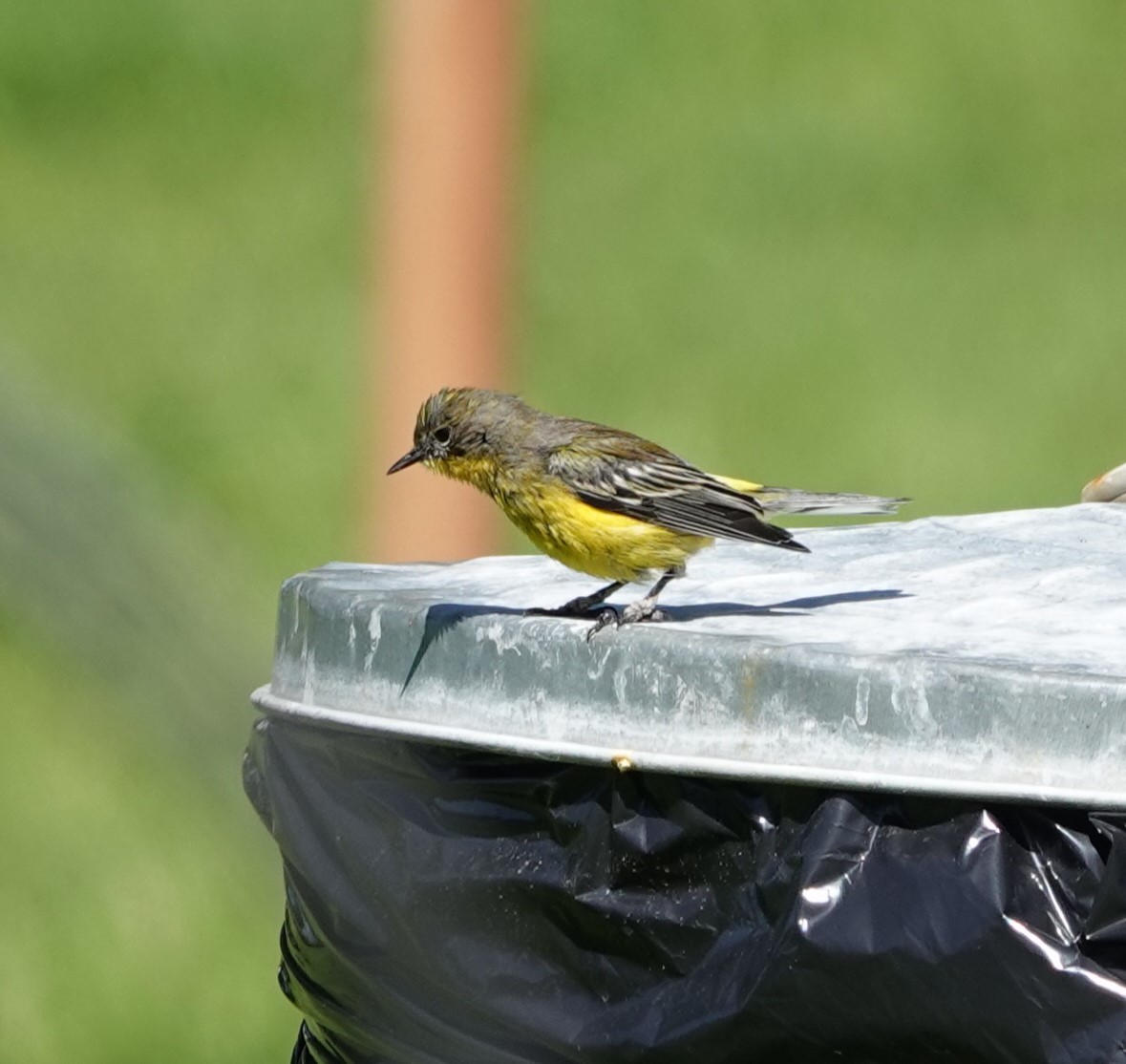 Magnolia x Yellow-rumped Warbler (hybrid) - Sylvia Afable