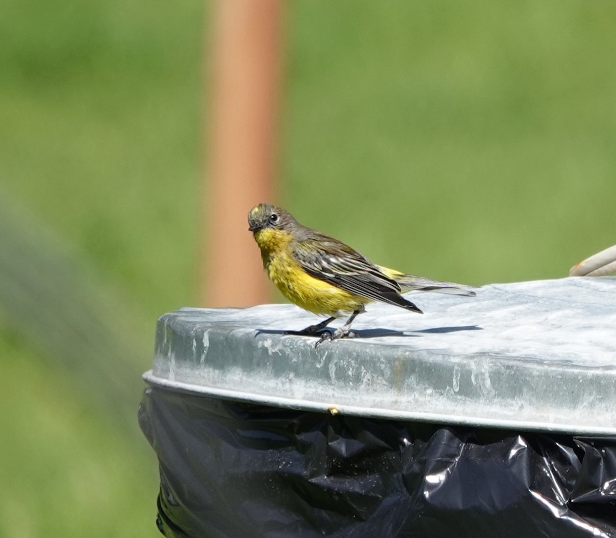 Magnolia x Yellow-rumped Warbler (hybrid) - Sylvia Afable