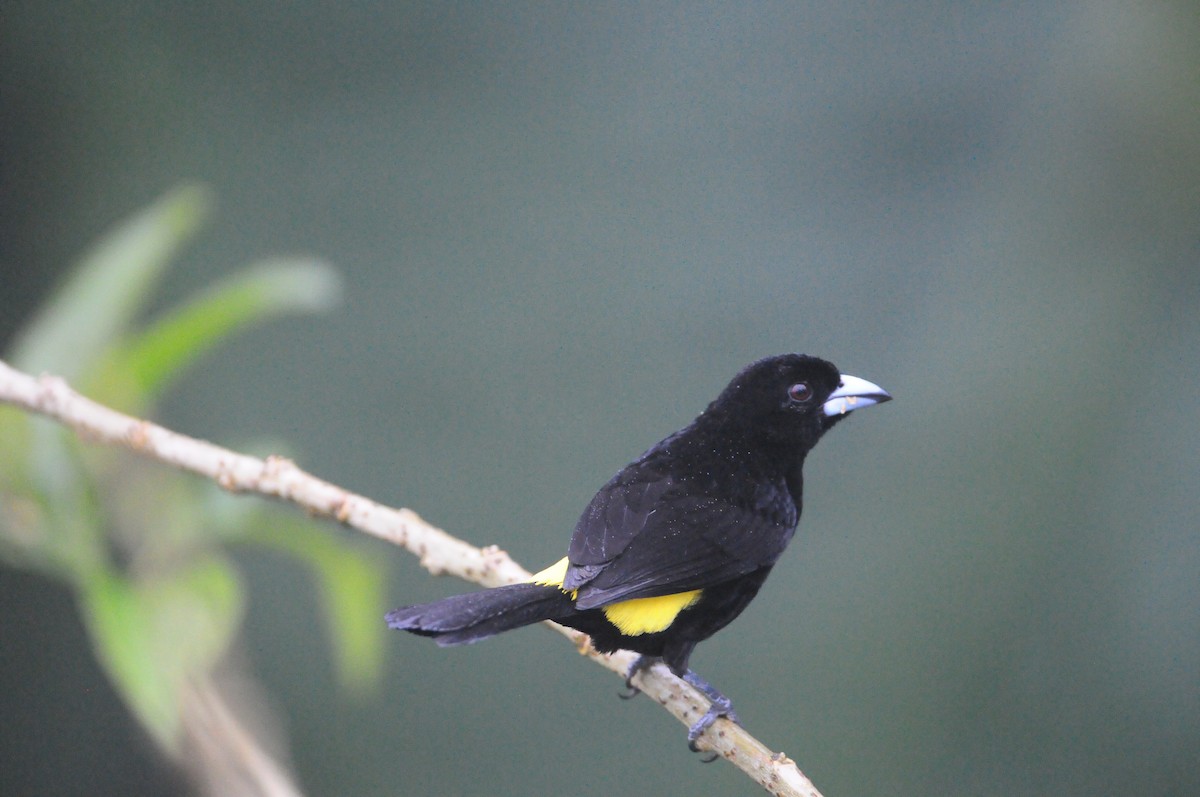 Flame-rumped Tanager - Michael Preston