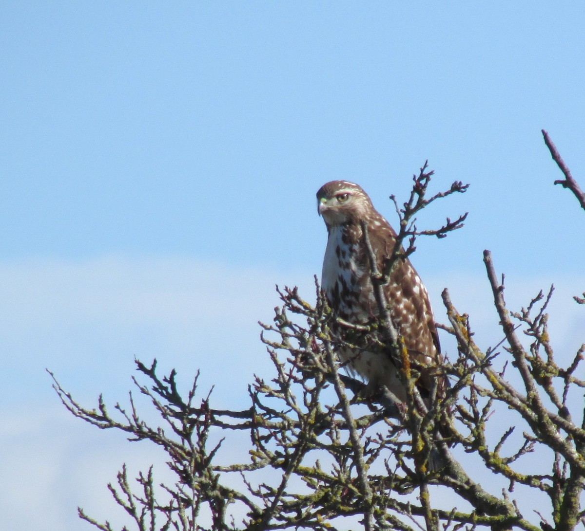 Red-tailed Hawk - ML615809622