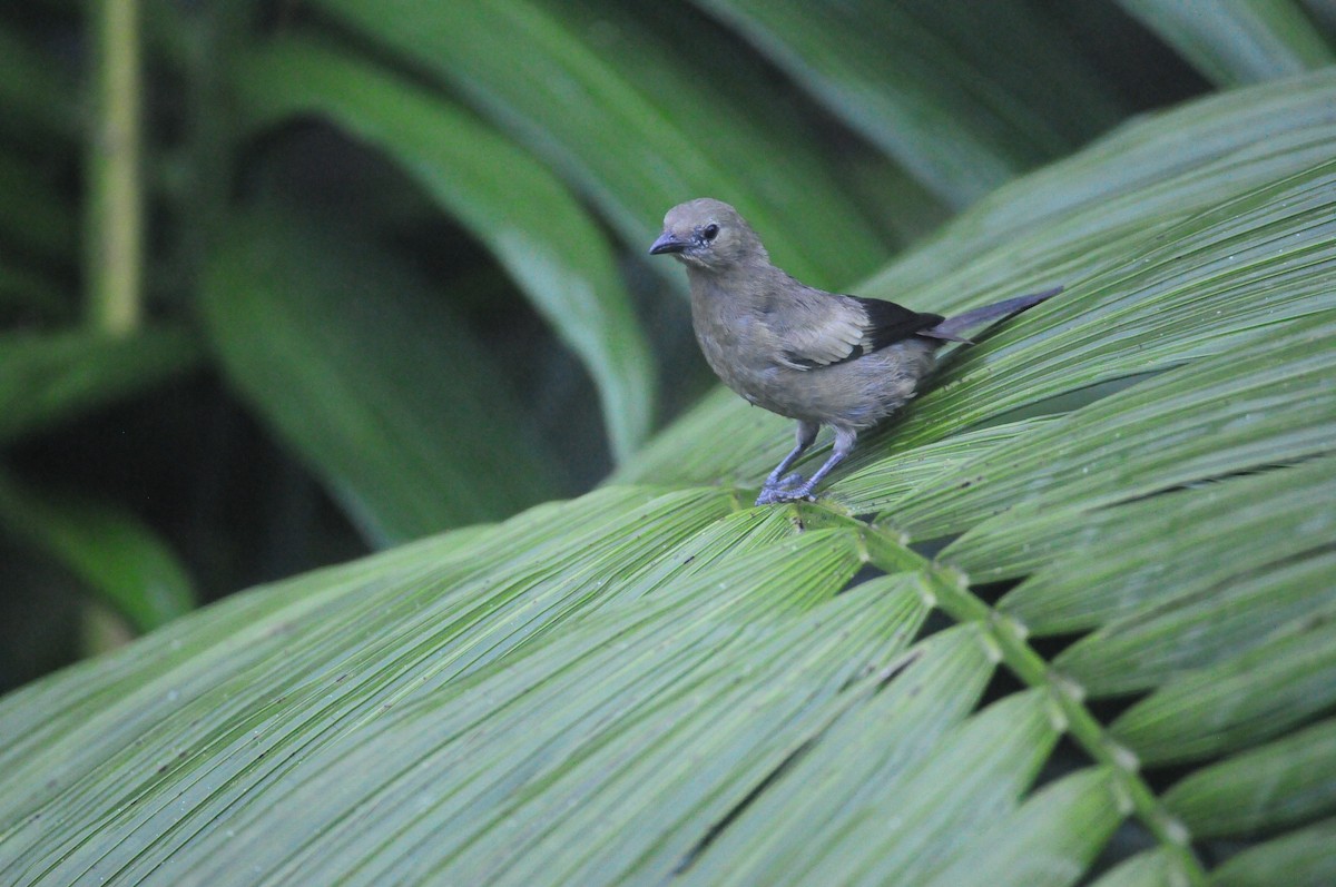 Palm Tanager - ML615809626