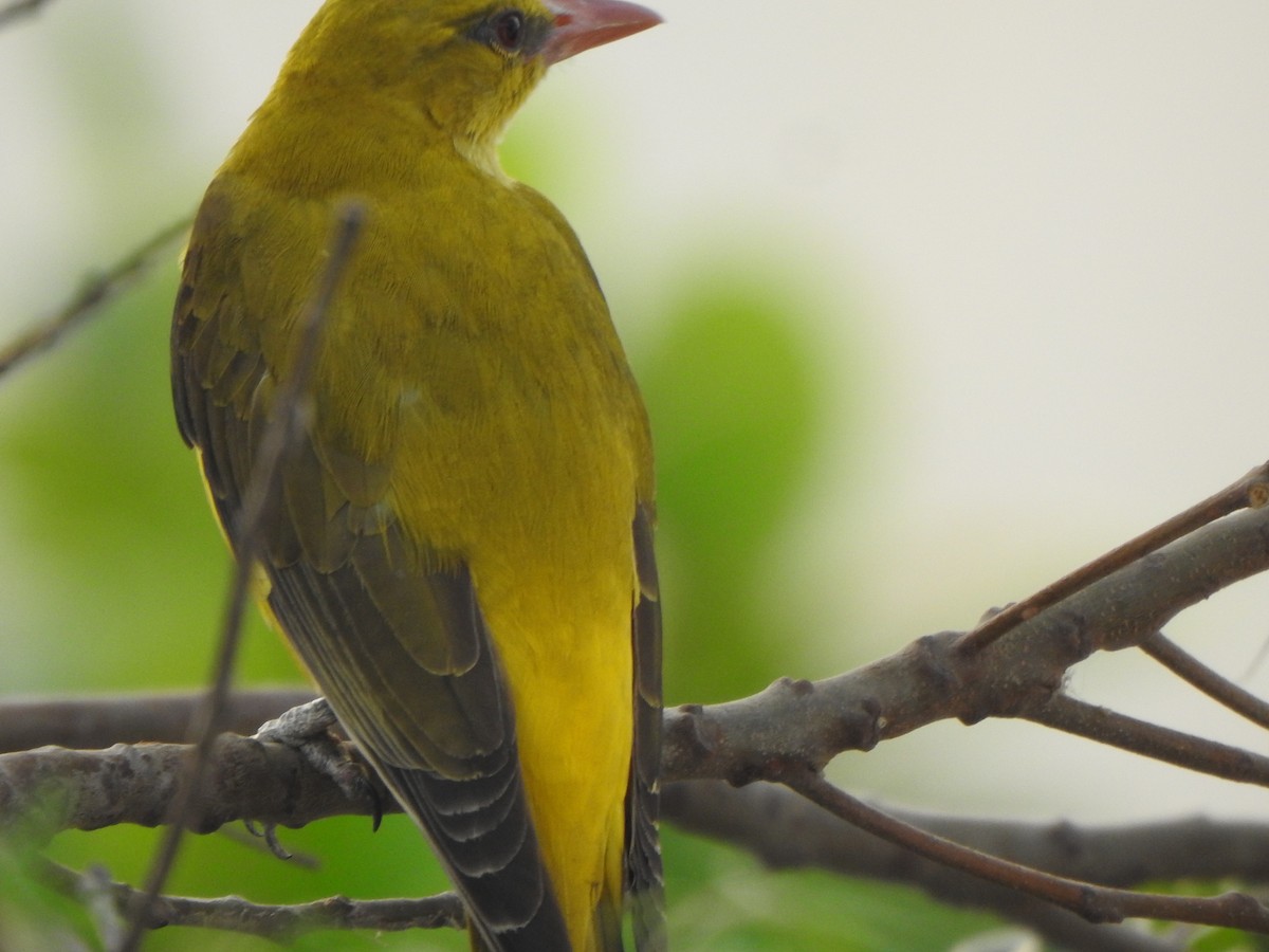 Indian Golden Oriole - Arulvelan Thillainayagam