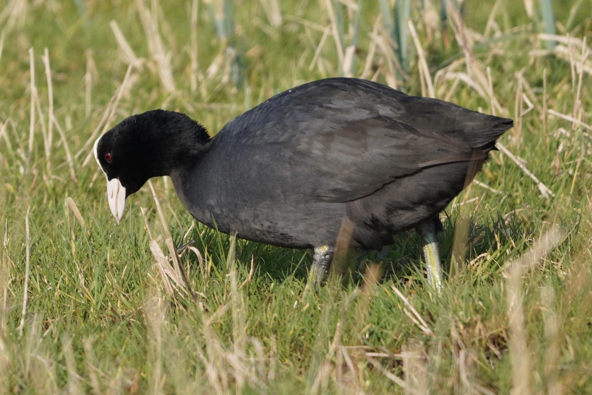 Blässhuhn - ML615809708