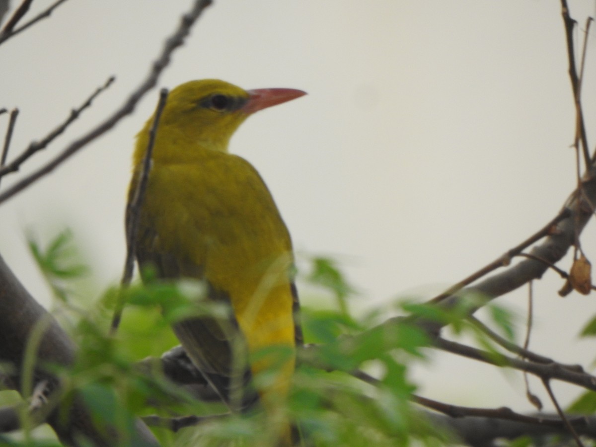 Indian Golden Oriole - Arulvelan Thillainayagam