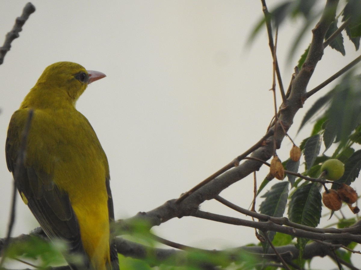 Indian Golden Oriole - Arulvelan Thillainayagam