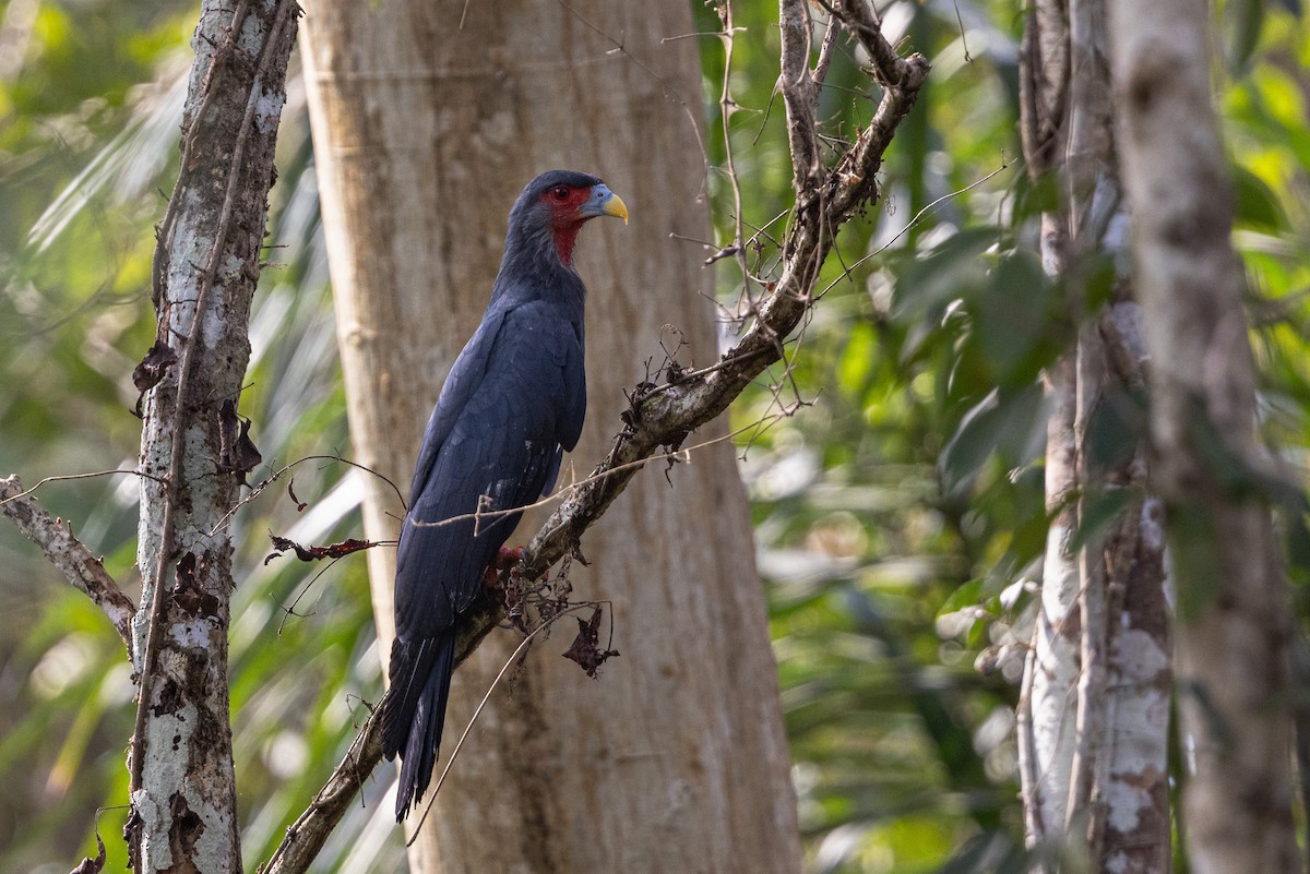 Caracara à gorge rouge - ML615809724