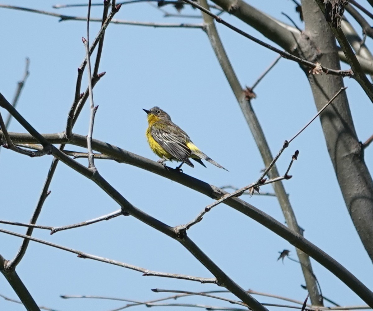 Hybride Paruline à tête cendrée x P. à croupion jaune - ML615809730