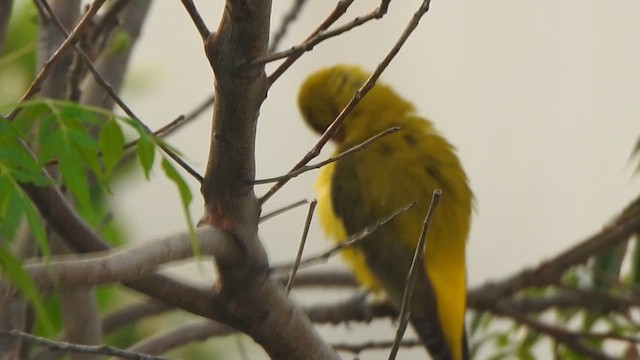 Indian Golden Oriole - ML615809736
