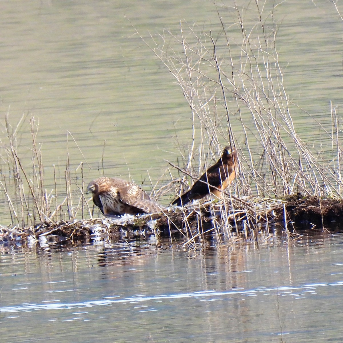 Northern Harrier - Susan Kirkbride