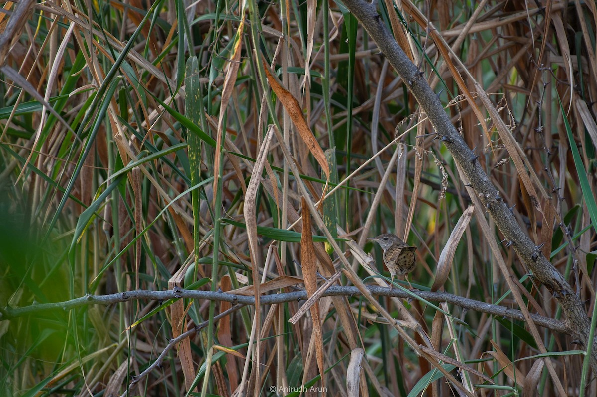 Common Grasshopper Warbler - Anirudh Arun