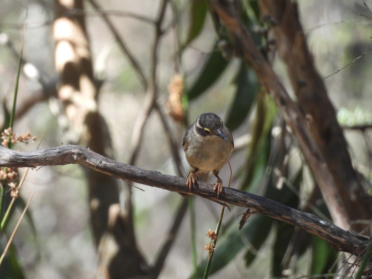 Brown-headed Honeyeater - ML615809831