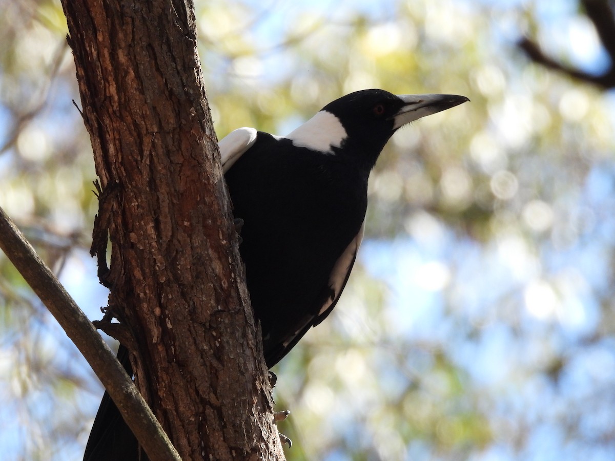 Australian Magpie - Chanith Wijeratne