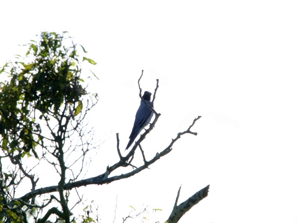 Black-faced Cuckooshrike - ML615809911