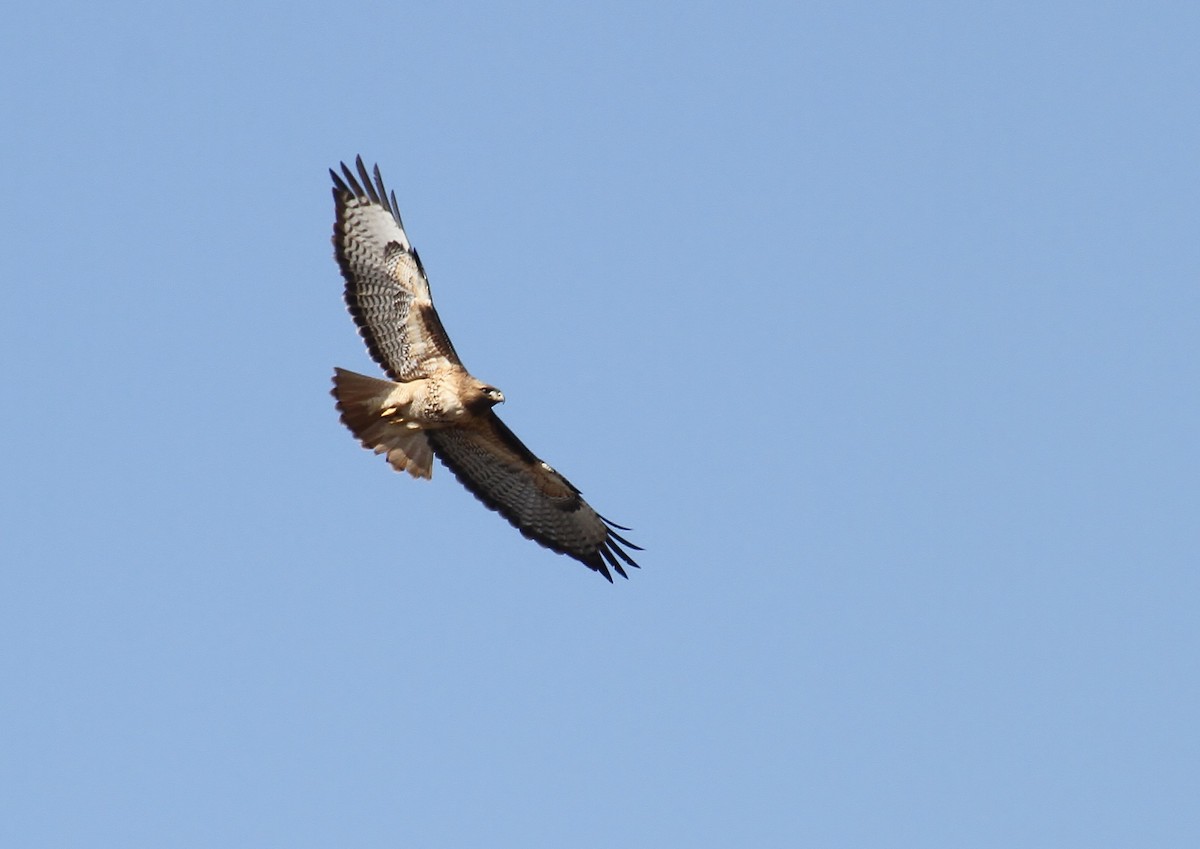 Red-tailed Hawk - ML615809963