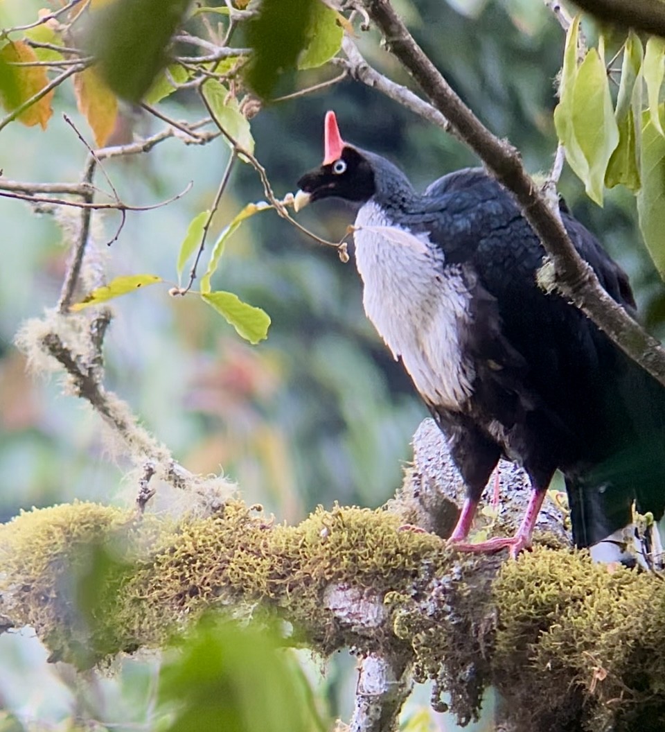 Horned Guan - ML615809997