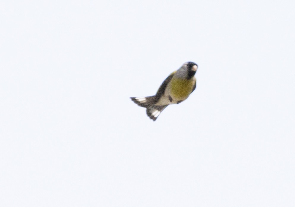 Lawrence's Goldfinch - ML615810000