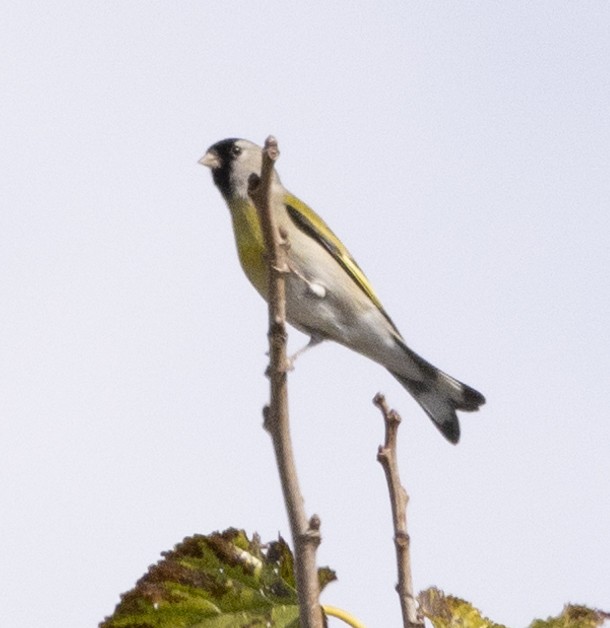 Lawrence's Goldfinch - ML615810002