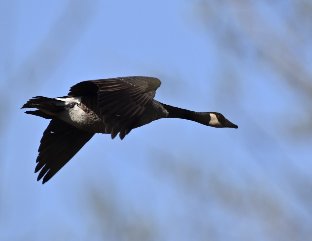 Canada Goose - ML615810033