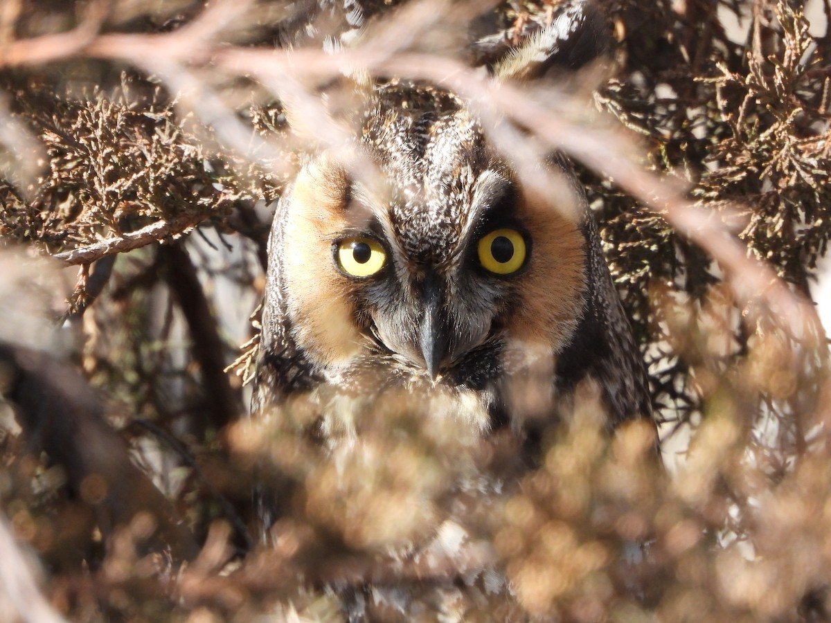 Long-eared Owl - ML615810047