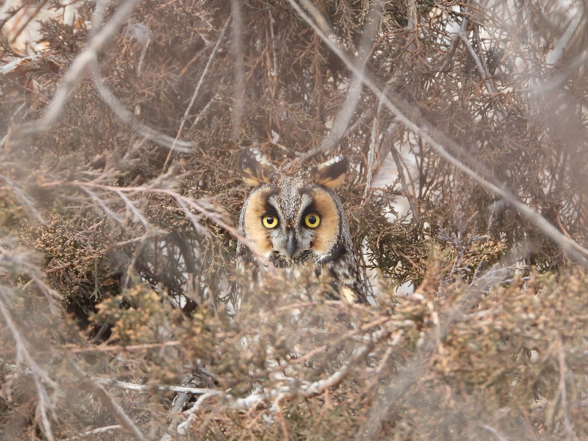 Long-eared Owl - ML615810064