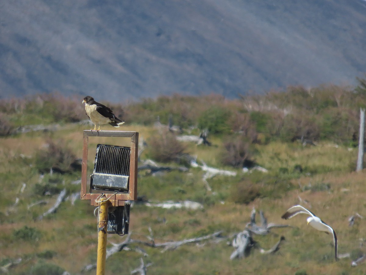 White-throated Caracara - Ray Duffy