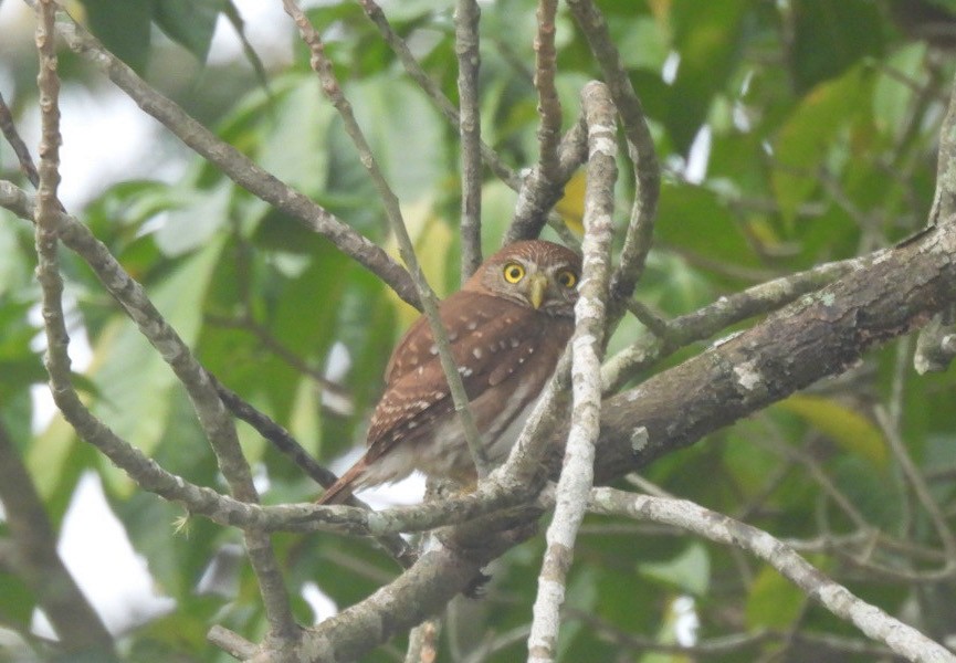 Ferruginous Pygmy-Owl - ML615810106