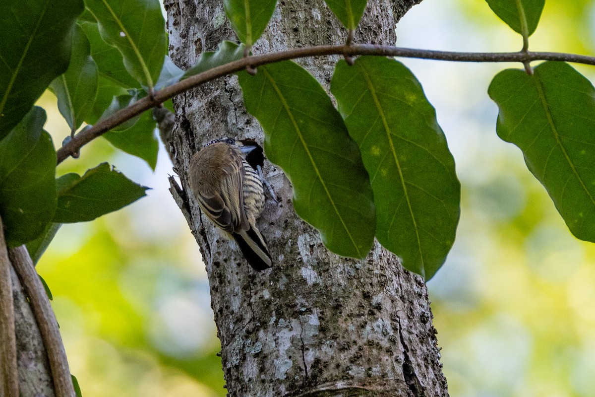 Ochre-collared Piculet - ML615810125