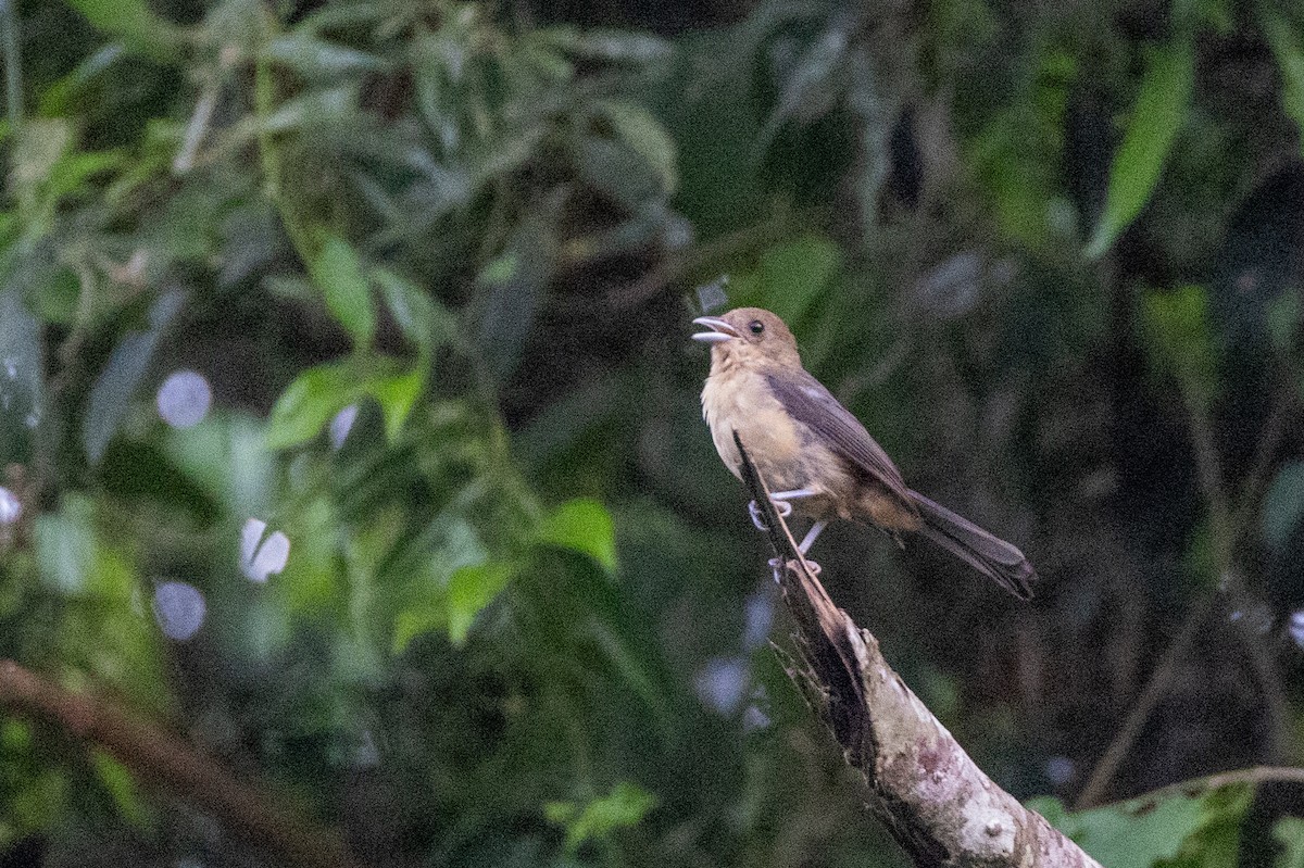 Black-goggled Tanager - ML615810194