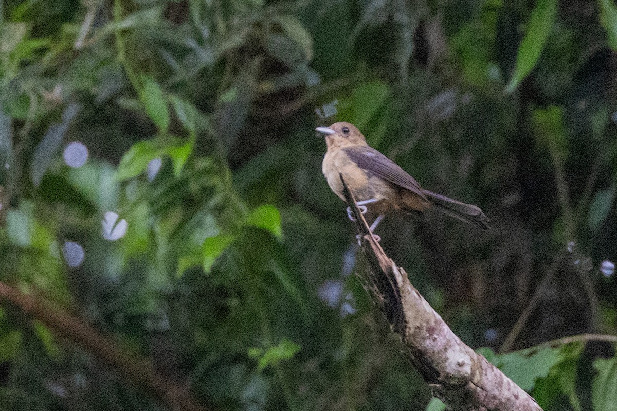 Black-goggled Tanager - ML615810196