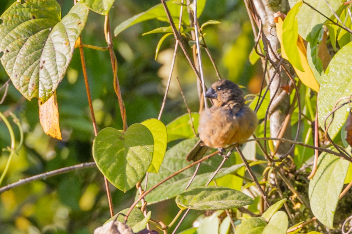 Chestnut-bellied Seed-Finch - ML615810242