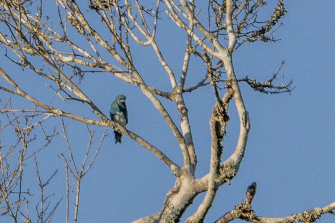 Swallow Tanager - Charlie Bostwick