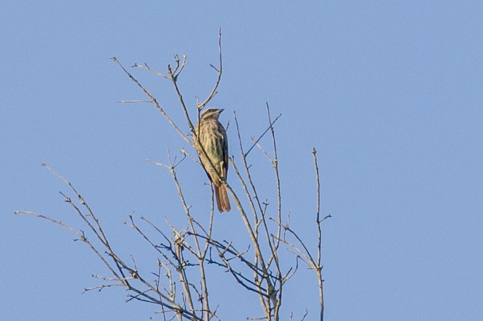 Variegated Flycatcher - ML615810257