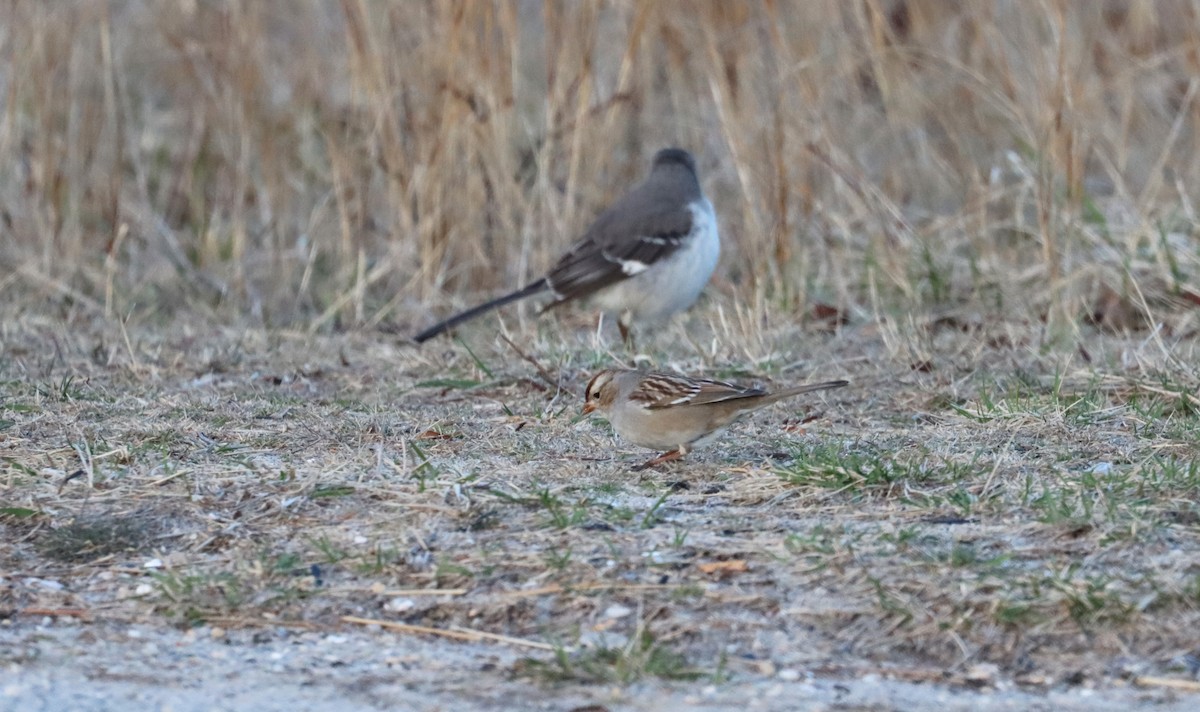 White-crowned Sparrow - Stefan Mutchnick