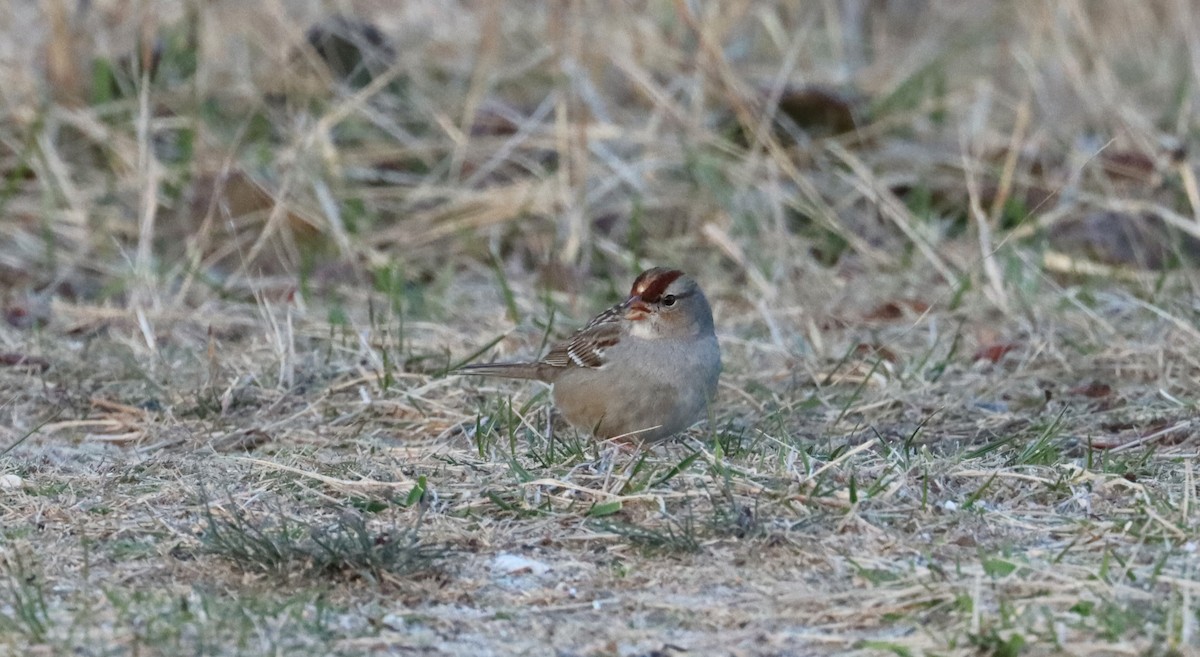 Bruant à couronne blanche - ML615810305