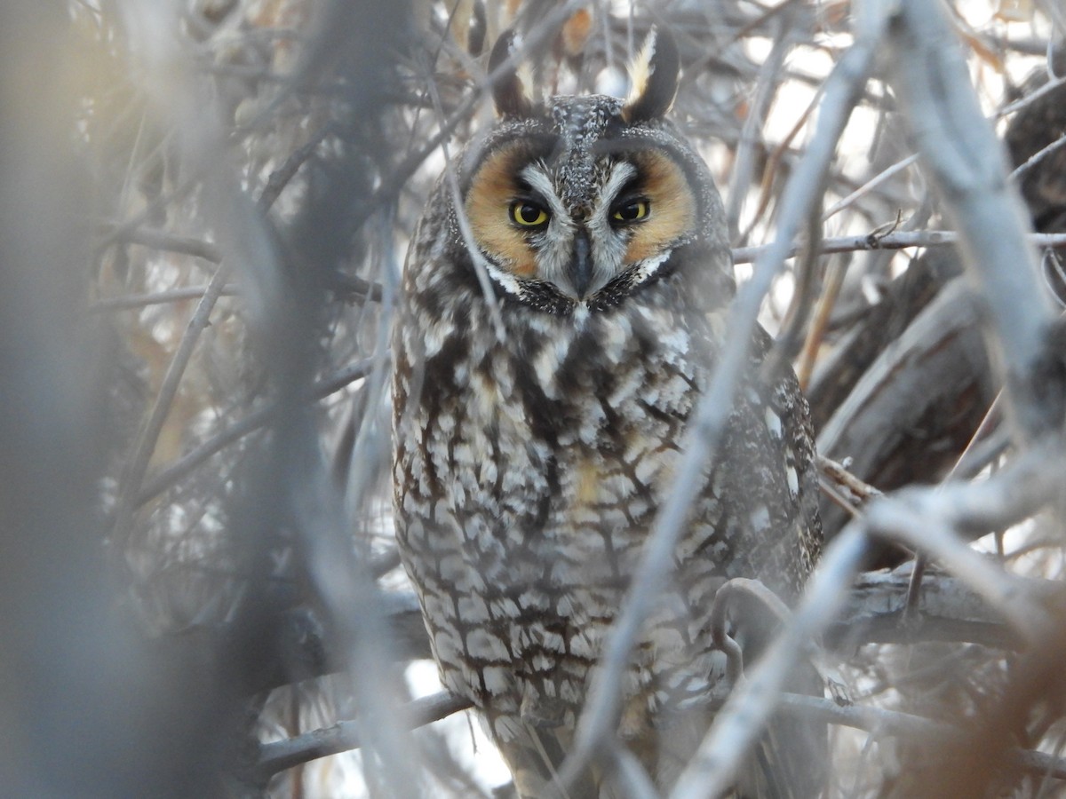 Long-eared Owl - ML615810312