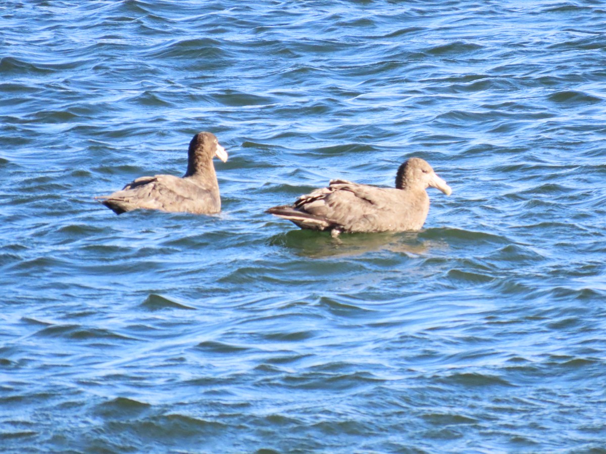 Southern Giant-Petrel - ML615810313