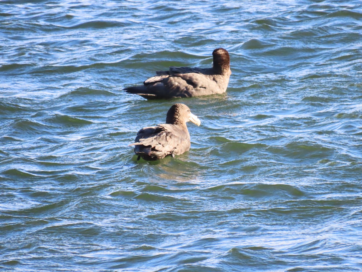 Southern Giant-Petrel - ML615810315