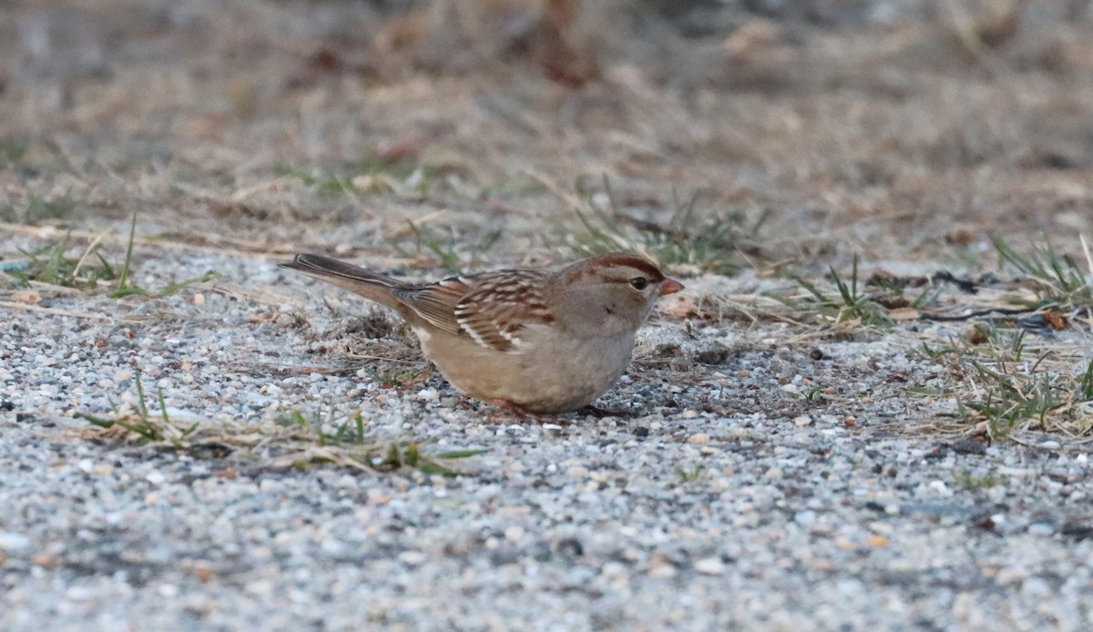 Bruant à couronne blanche - ML615810321