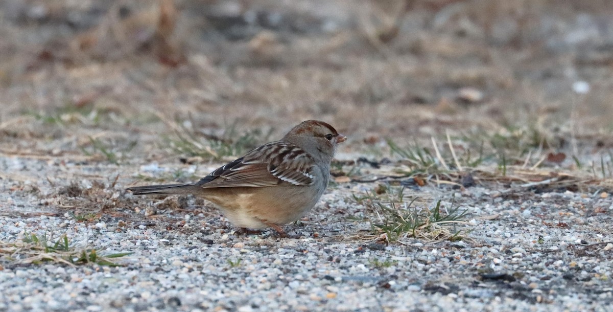 Bruant à couronne blanche - ML615810336