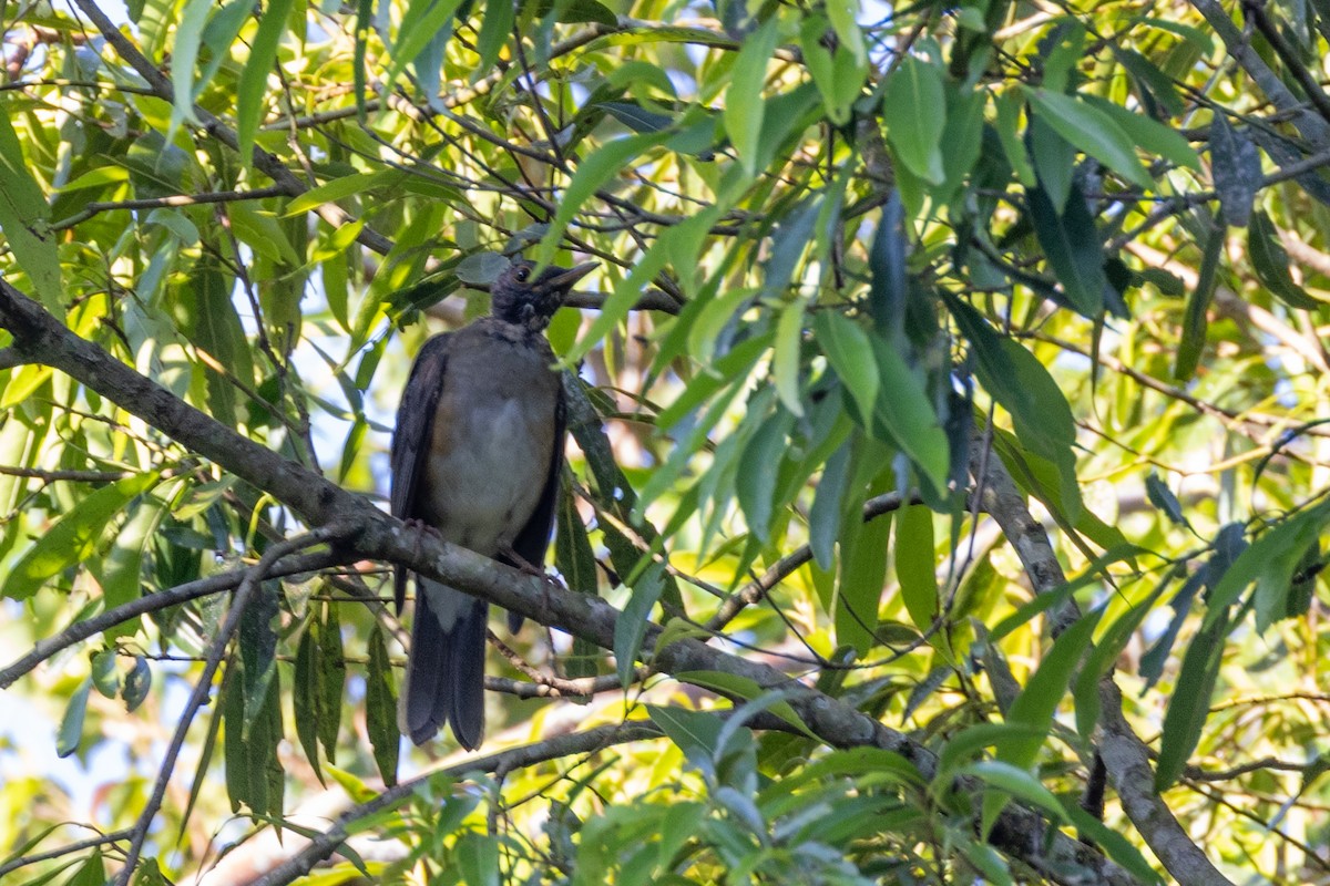 Pale-breasted Thrush - Charlie Bostwick