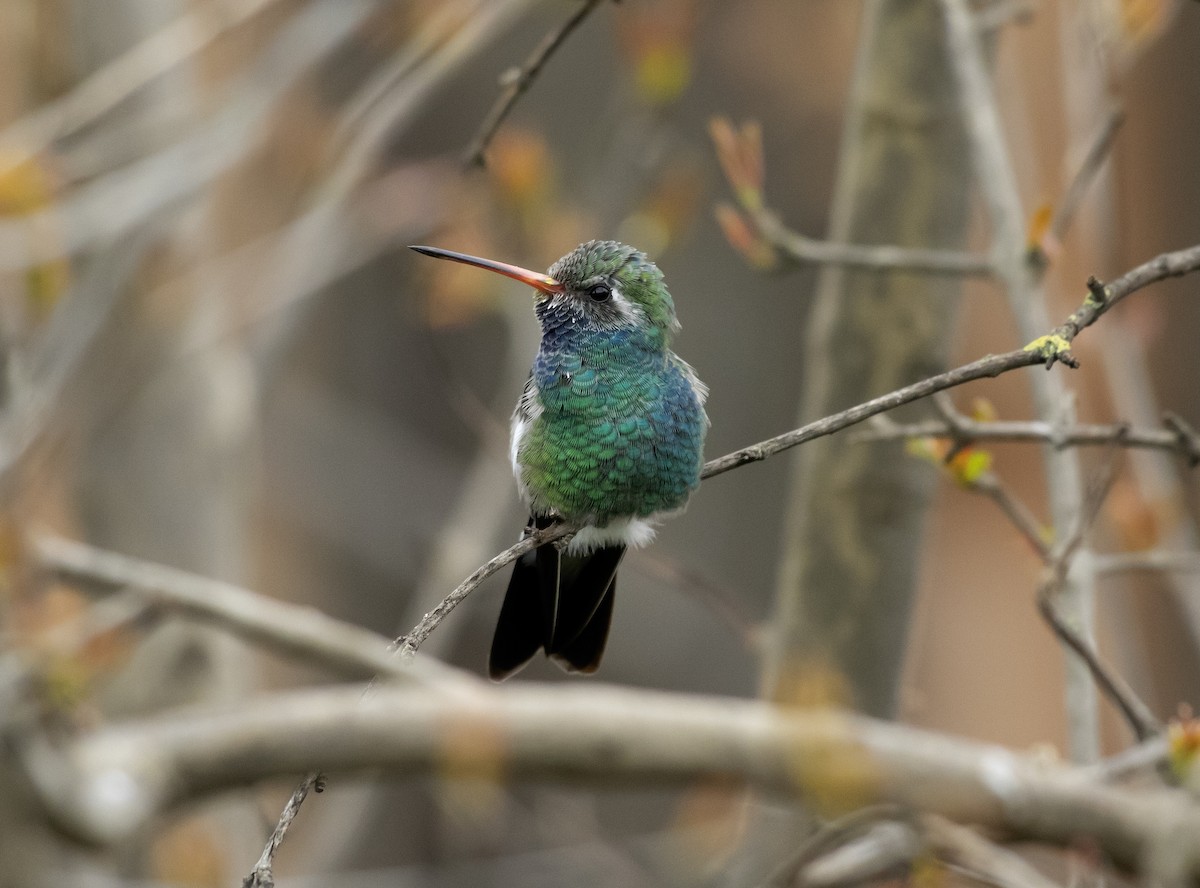 Broad-billed Hummingbird - Rene Reyes