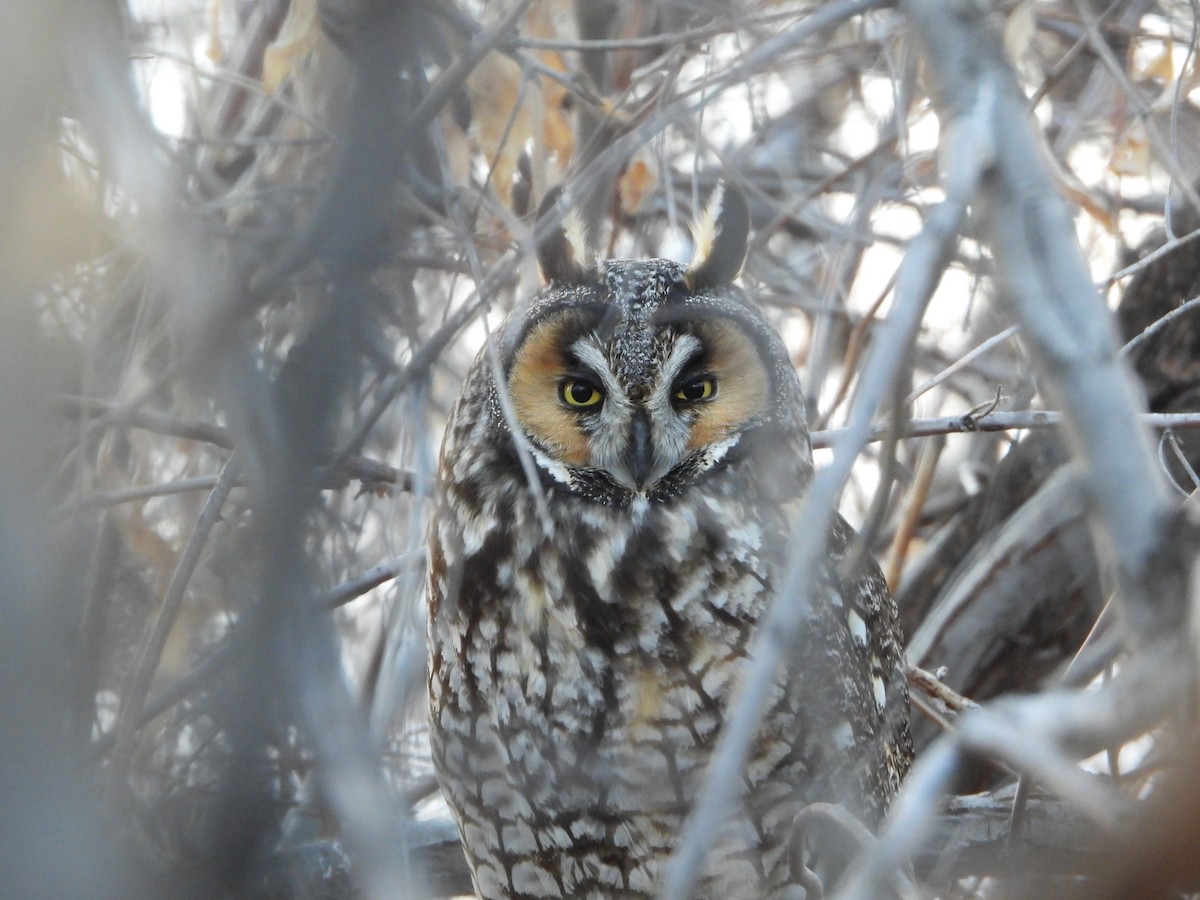 Long-eared Owl - ML615810350
