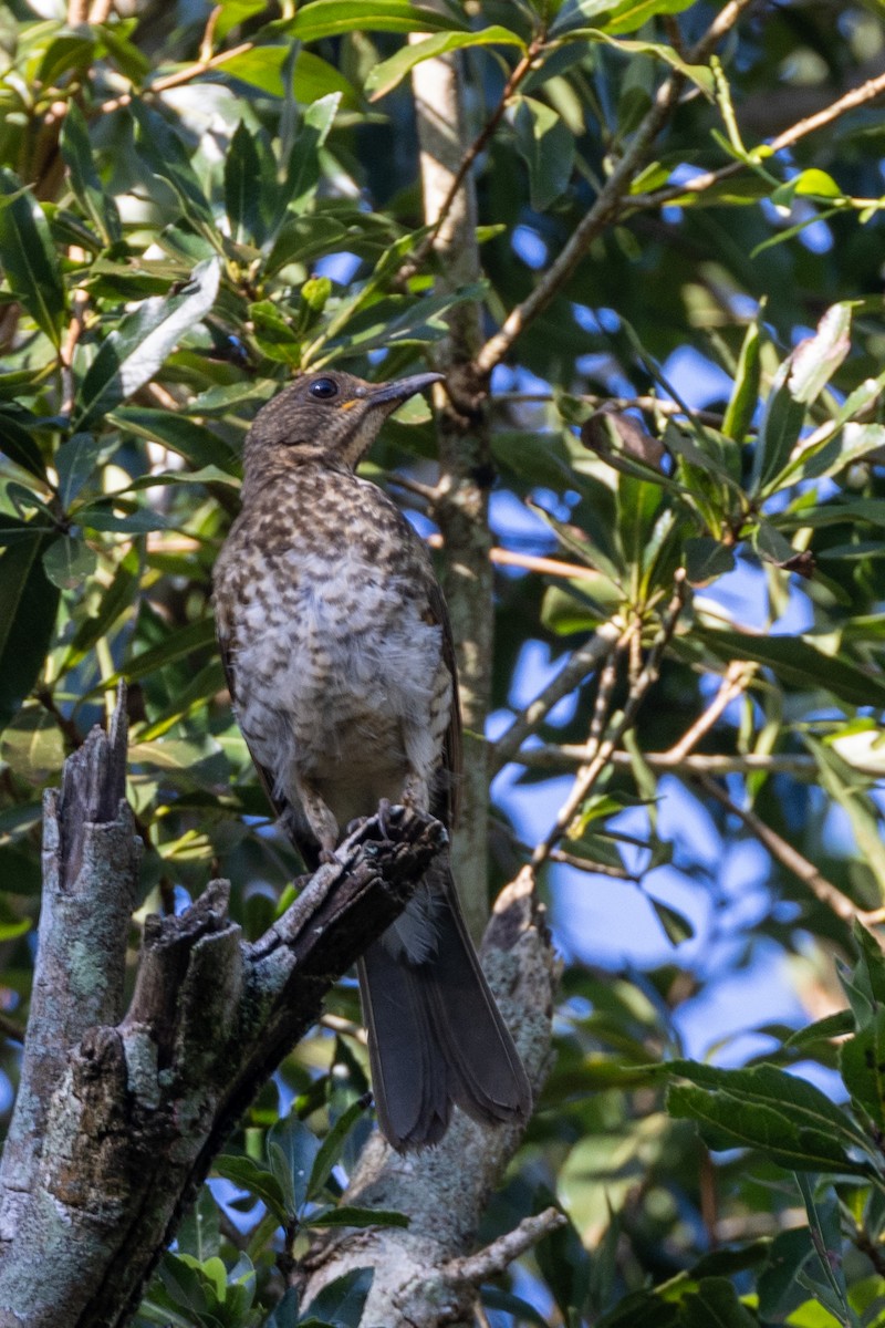 Pale-breasted Thrush - Charlie Bostwick