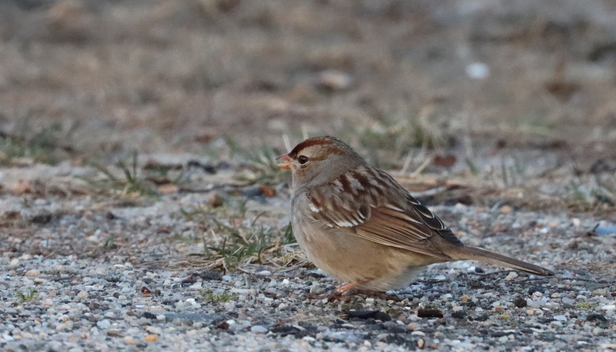 Bruant à couronne blanche - ML615810361